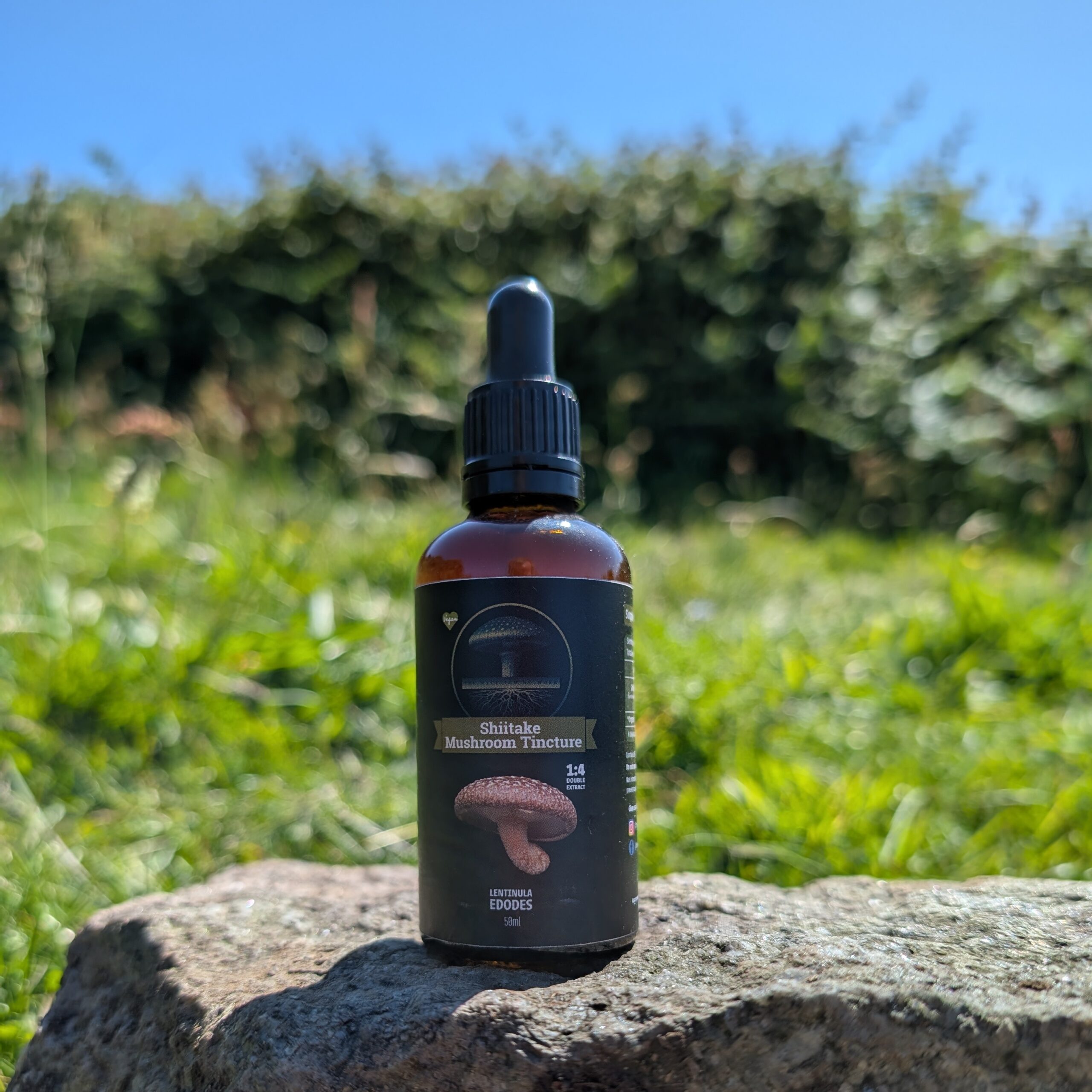 Shiitake Mushroom Tincture
