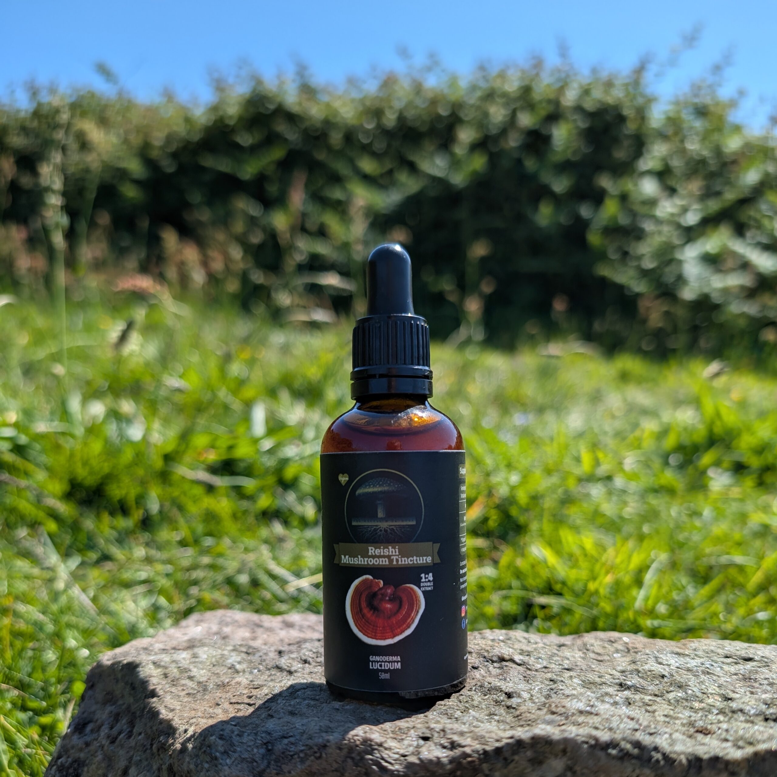 Reishi Mushroom Tincture