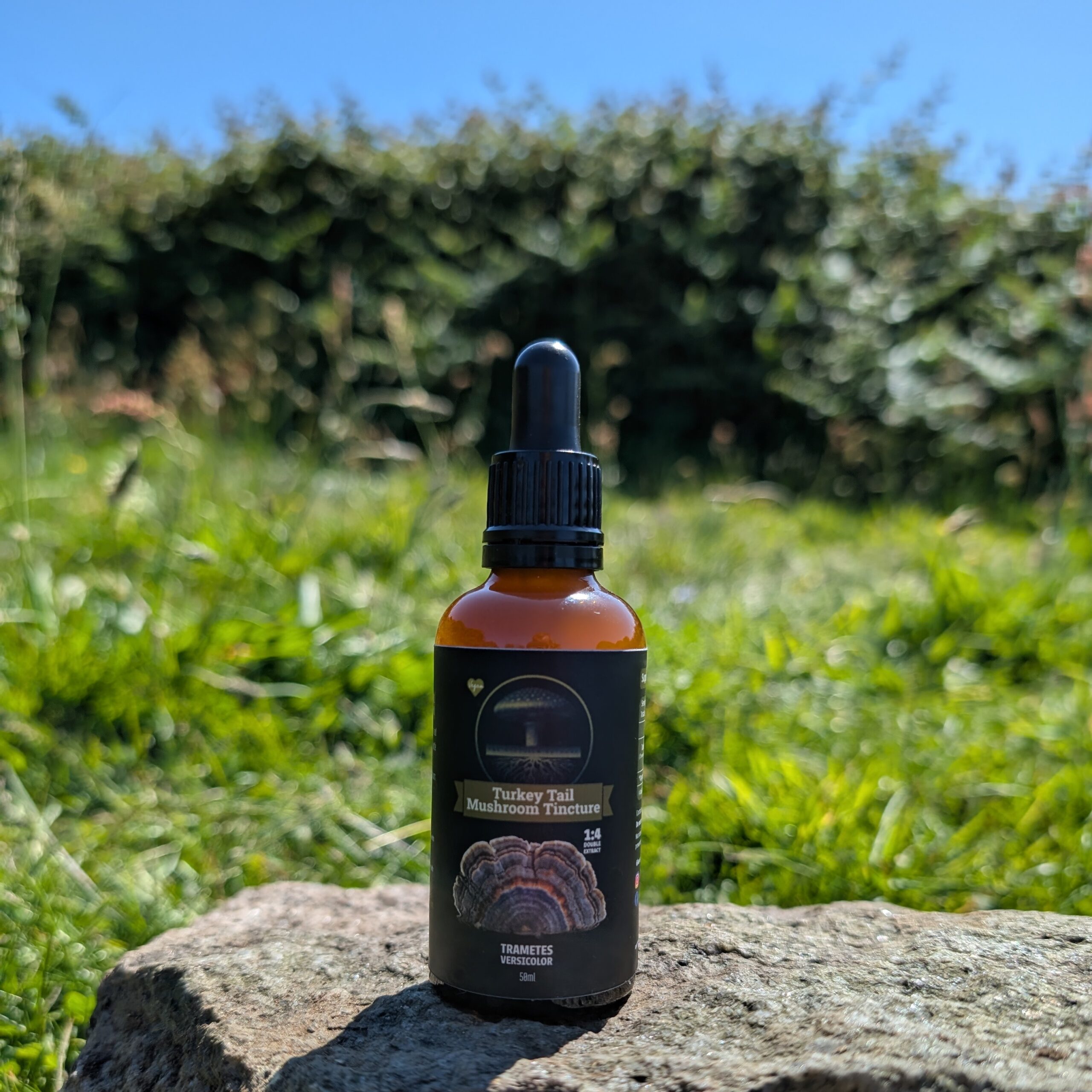 Turkey Tail Mushroom Tincture